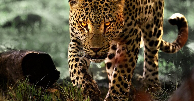 مستند زندگی با پلنگ‌ها Living with Leopards 2024